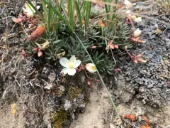 Okanogan Fameflower thumbnail 4
