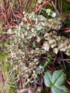 Slender Ladder Lichen thumbnail 2