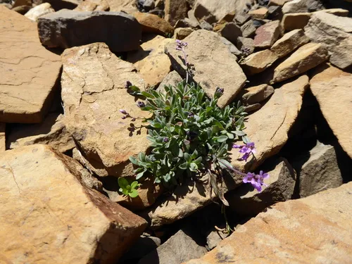 Lemmon's rockcress