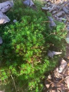 Long-stalked Haircap Moss thumbnail 4