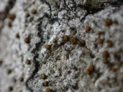 Caloplaca litoricola thumbnail 3