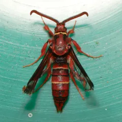 Western Poplar Clearwing Moth thumbnail 2