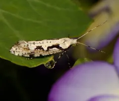 Rhigognostis interrupta thumbnail 4