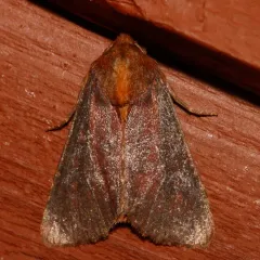Maroonwing Moth thumbnail 4