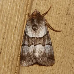 Sympistis chalybdis thumbnail 2