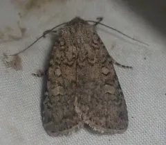 Euxoa scholastica thumbnail 3