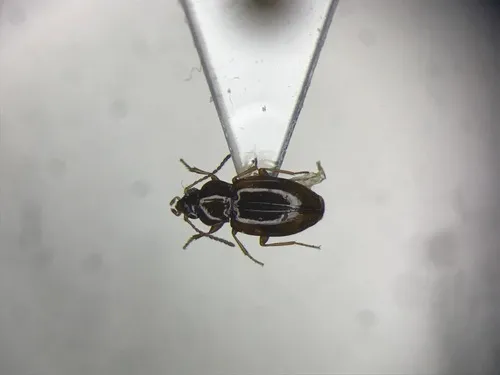 Elaphropus granarius
