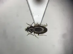 Elaphropus granarius thumbnail 1