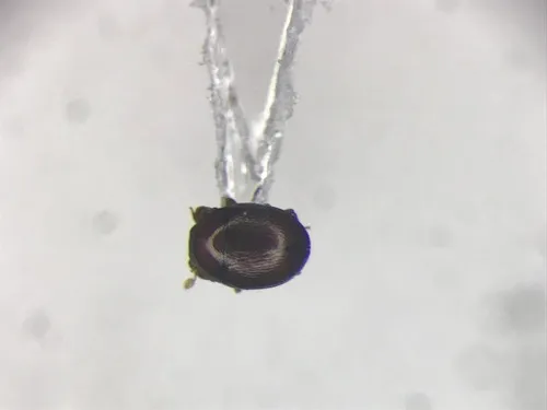Bacanius punctiformis