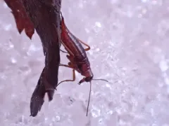 Boreus elegans thumbnail 3