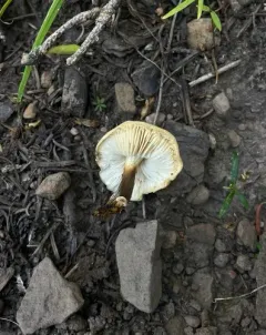 Flammulina populicola thumbnail 3