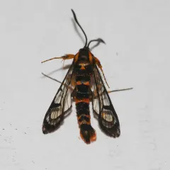 Douglas-fir Pitch Moth thumbnail 4