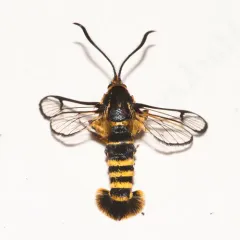 Sequoia Pitch Moth thumbnail 2