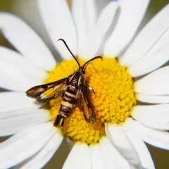 Strawberry Crown Moth thumbnail 3