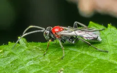 Neotypus nobilitator thumbnail 1