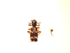 Wavy Checkered Beetle thumbnail 2