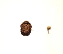 Neochlamisus gibbosus thumbnail 2