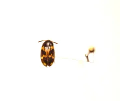 Mycetophagus flexuosus thumbnail 2