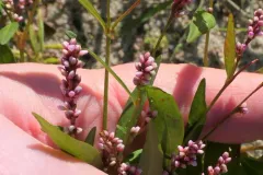 Puritan Smartweed thumbnail 2