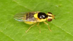 Thaumatomyia grata thumbnail 2