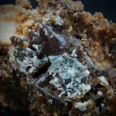 Icing sugar fungus thumbnail 2