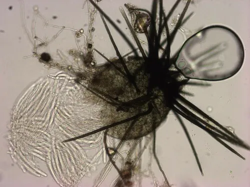 Acanthophiobolus helicosporus