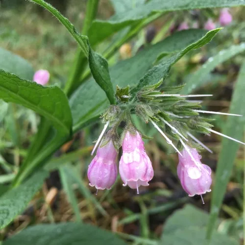common comfrey