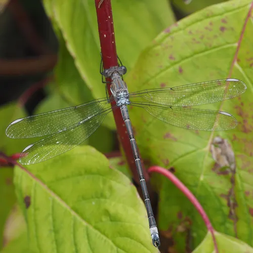 California Spreadwing
