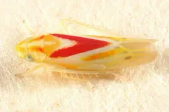Erythridula victorialis thumbnail 2