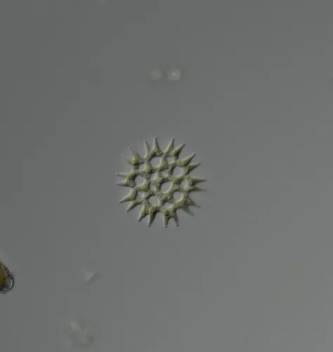 Pediastrum duplex