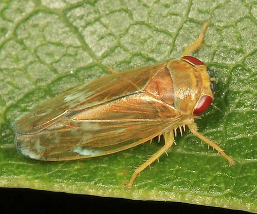 Eutettix tristis