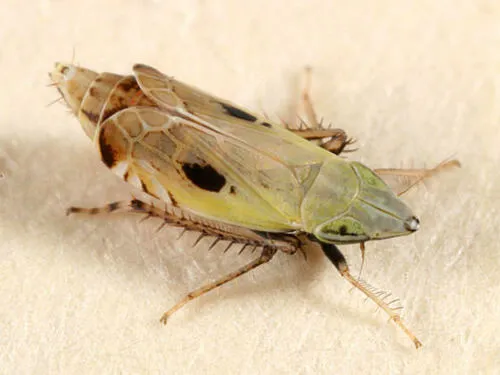 Flexamia areolata
