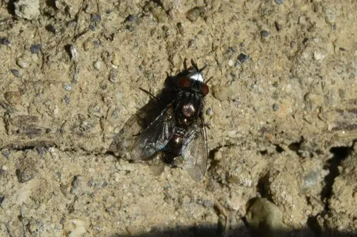 Metopia argyrocephala