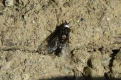 Metopia argyrocephala thumbnail 1