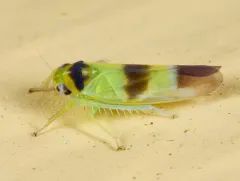 Kybos trifasciatus thumbnail 4