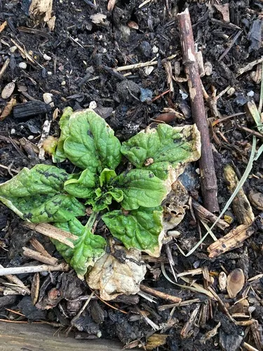 Spinach