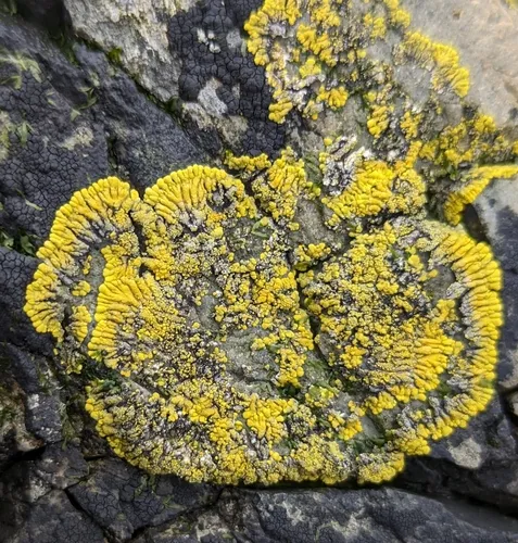 Ringed Firedot Lichen
