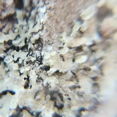 Powdery-margined Cryptic Shade Lichen thumbnail 4