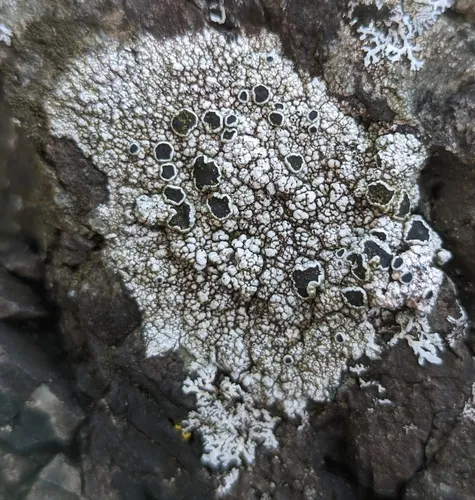 Black-eye Lichen