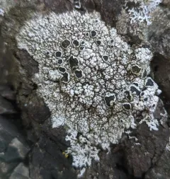 Black-eye Lichen thumbnail 1