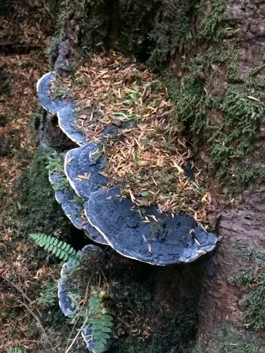 Heterobasidion occidentale