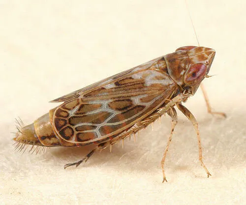 Say's Leafhopper