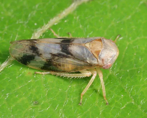 Macropsis bifasciata
