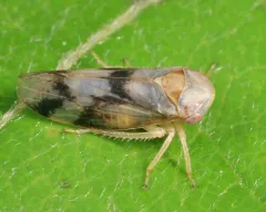 Macropsis bifasciata thumbnail 1