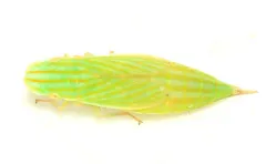 Neohecalus lineatus thumbnail 2