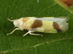 Ossiannilssonola volans thumbnail 2