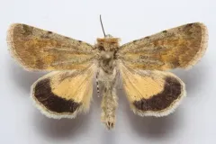 Sympistis regina thumbnail 4