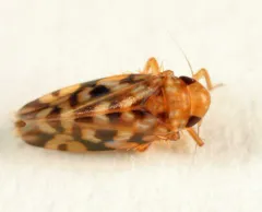 Xestocephalus fulvocapitatus thumbnail 3