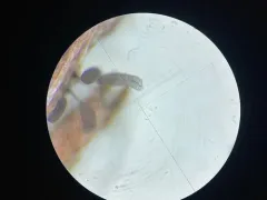 Stemonitis pallida thumbnail 2