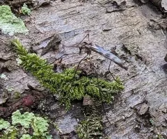 Eucorethra underwoodi thumbnail 2